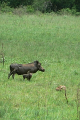 0387-Reis Zuid-Afrika2007